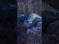Snow Leopard Eye Contact at Dusk |  Snow Leopard Photography in Spiti | Wild Wonders Expeditions