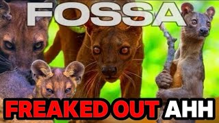 NAH THIS DIDDY ANIMAL IS TOO FREAKED OUT BRUH (CASUAL GEOGRAPHIC REACTION)