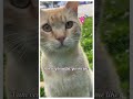 Cat Beauty Strike Light Orange Elegance in the Park #cute #cutecat #funnycats #kitten #cat #cutecats