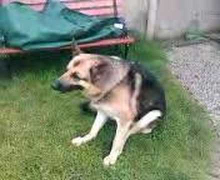 german shepherd scratching