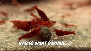 Increasing Baby Shrimp Survival Rate  - Red Cherry Shrimp Experiment Day 1