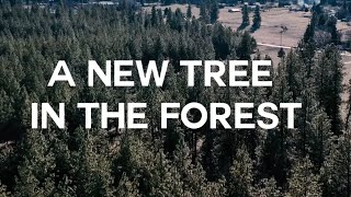A New Tree in the Forest - Telecommunications tower being built time-lapse