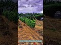 Method for Transporting Bananas Using Cable Line – Satisfying Jobs and Machinery in the World