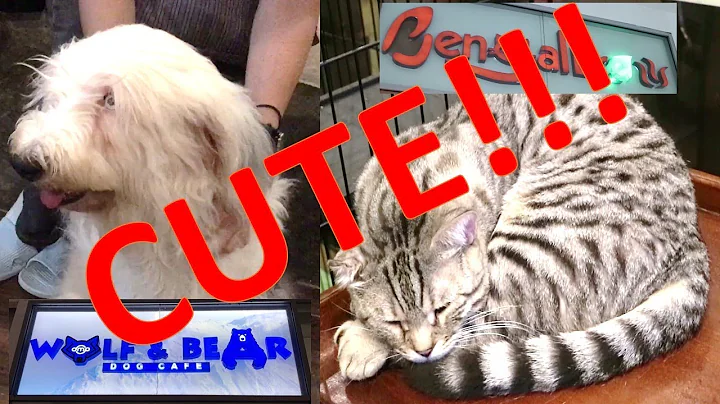 Video 6771041: bengal, long cat, cat dog lovers