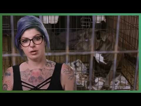 🐶 From Fear to Freedom: Terrified Stray Dog Rescued | Pit Bulls and Parolees | Love Animals