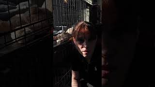 Эпидемия в приюте #помощьбездомным #животные #котик #cat