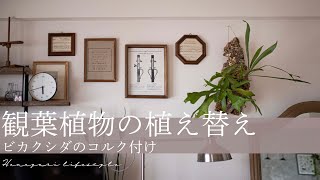 【vol.6】元インテリアショップ店員による観葉植物の植え替え／ビカクシダコルク付け／北欧インテリア