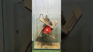 Best mouse trap idea/best spinning trap #mousetrap #mouse