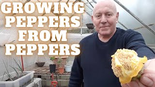 Grow Peppers From Peppers [Gardening Allotment UK] [Grow Vegetables At Home ]