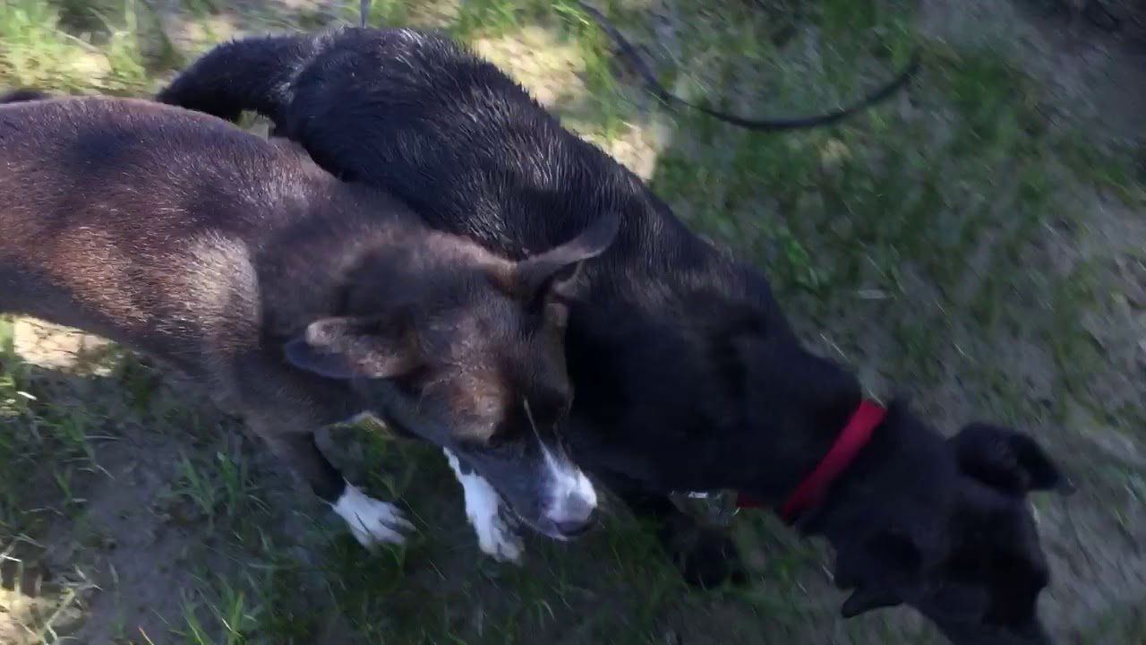 Woofer Walk Monday Afternoon, May 14th, 2018 YouTube