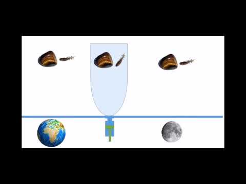 თავისუფალი ვარდნა