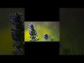 Der Kriechende Günsel: Blau, wild &amp; bodenständig!