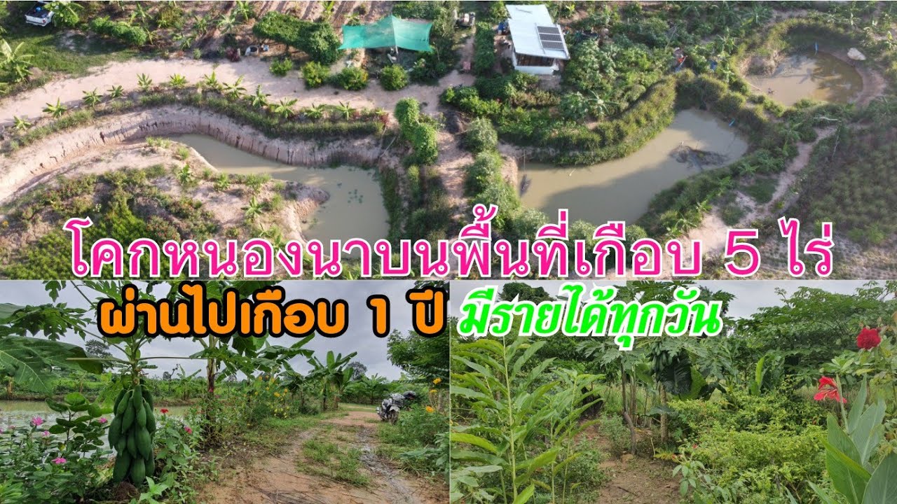 โคกหนองนาบนพื้นที่เกือบ 5 ไร่ผ่านไปเกือบ 1 ปีมีรายได้ทุกวัน