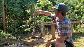 Bonsai Garden Tour - Part 2/3