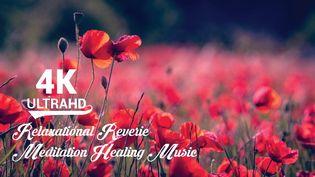 Nature's Masterpiece: Beautiful Flowers 🧘 Relaxational Reverie ...