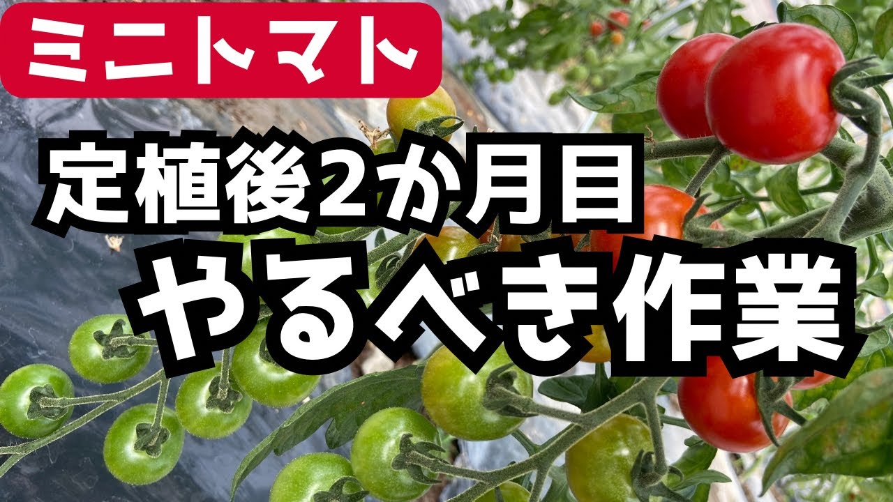 How to grow cherry tomatoes] What to do two months after planting