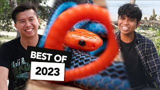 Finding Singapore’s most VENOMOUS SNAKES | Best Herping Adventures 2023