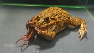 Amazing Asian Bullfrog Tries To Eat Big Centipede!! Warning Live Feeding
