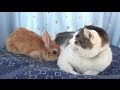 【猫の方がビビってる~!猫部屋にウサギがいてなぜか戸惑う猫!】 Cat rabbit the bewildered cat room