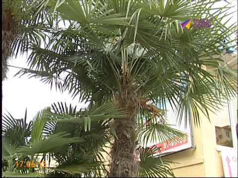 хамеропс пальма фото