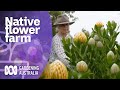 Growing native flowers on a large scale  native australian plants  gardening australia