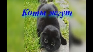 Топ подборка про Котов🐈! Новые и Смешные видео коты в 2019! Топ подборка про Котов🐈! Новые и Смешные видео коты в 2019!