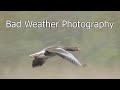 Wildlife Photography: Why you Should Shoot in BAD WEATHER