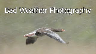 Wildlife Photography: Why you Should Shoot in BAD WEATHER for Great Photos screenshot 5