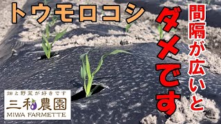 トウモロコシは植え付け間隔が広いと、受粉不良で上手く栽培できません。2024.3.10