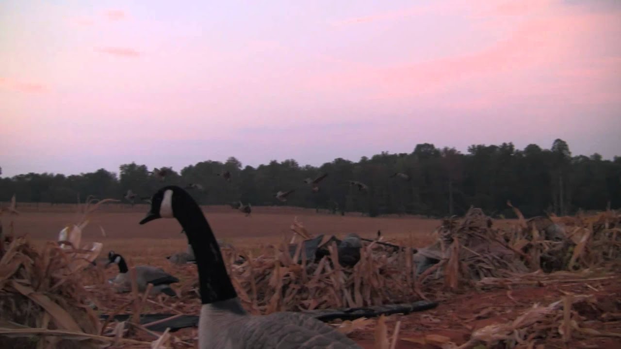 "Goose It" Goose Hunting 2011 YouTube