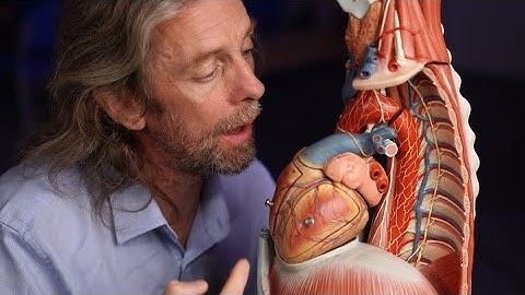 Anatomie van de hartplexus en de longplexus