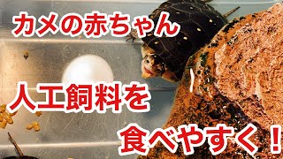 カメプロスにひと手間かけて子亀がエサを食べやすくする方法