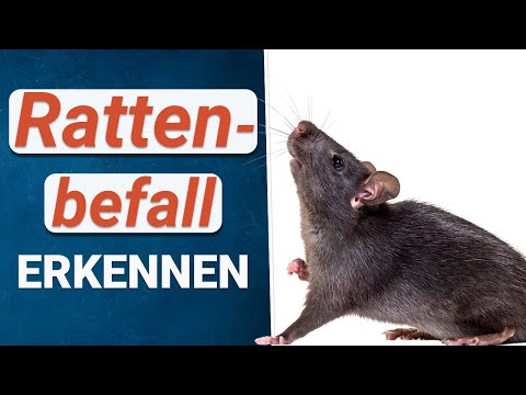 Video: So Erkennen Sie, Ob Ihre Zähne Klettern