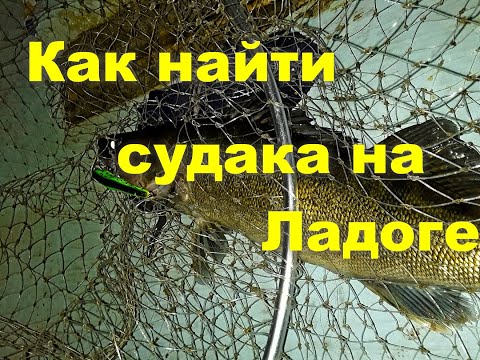 Ответы подписчикам. Как найти судака на Ладоге.