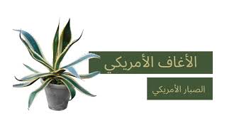 Agave americana - أنواع الأغاف وكيفية الاعتناء بالأغاف الأمريكي: الصبار الأمريكي الأغاف الأمريكية