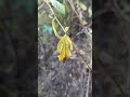 Con Ông Mật và Hoa mini, MacroTiNi