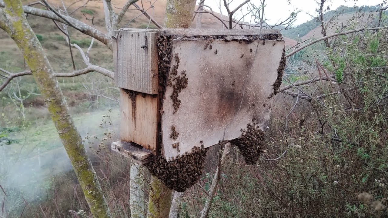 Captura de abelha caixa isca / catching bee in the bait box