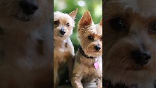 Yorkshire Terrier Care Guide: Tips for Happy and Healthy Yorkies #animaladventures #shortvideo