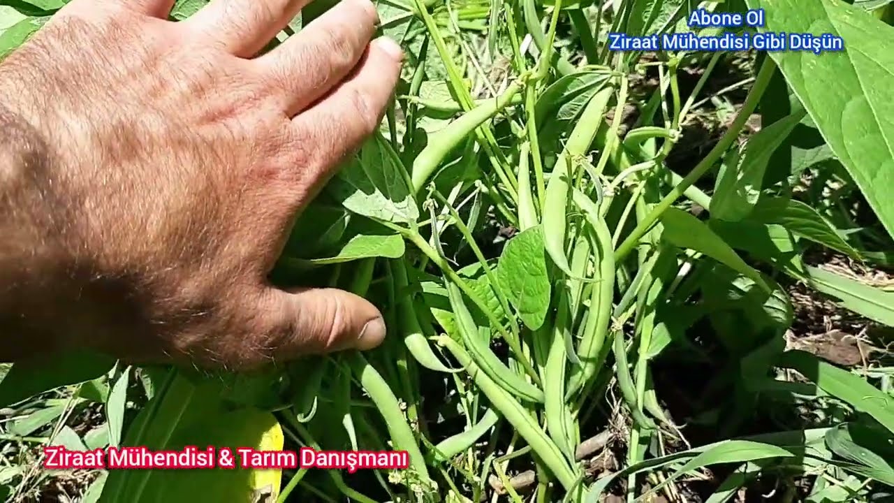 Yeşil Fasulye Nasıl Yetiştirilir🌱Bunlara Dikkat Ederseniz Mevsim Boyunca Bahçenizde Fasulye Olur