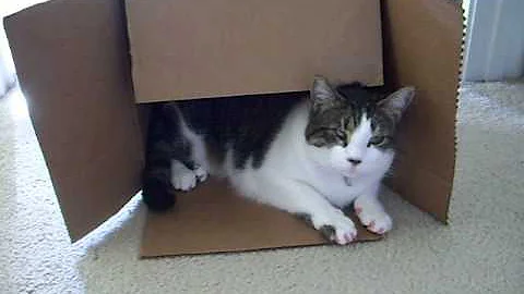 Pinky Cat in a Box
