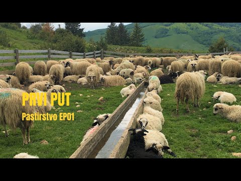 Prvi put Pastirstvo / First time Shepherding - EP1