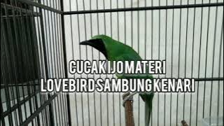 CUCAK IJO TEMBAKAN LOVEBIRD SAMBUNG KENARI