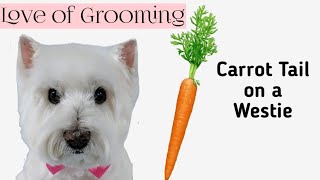 Grooming A Carrot Style Tail On A West Highland Terriers