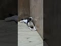 Njan ivdthe marumola😅#cat #cats #comedy #funny #youtubeshorts #shorts #viral #trending #reels #love