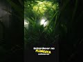 Entardecer #shorts #aquarismo #co2tank #aquarioplantado #guppy #guppyfish #lowtechtank #aquarium