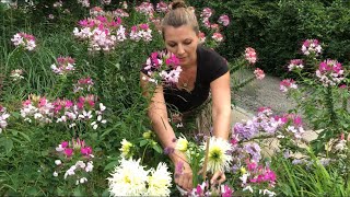 🌼 Garden tour ~ Cleome ~ Lots of Blooms 🌼