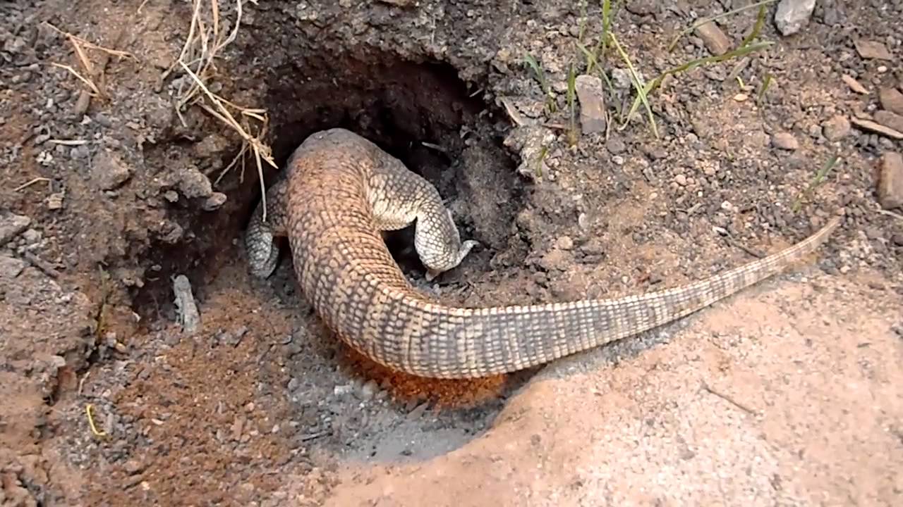 savannah monitor going into burrow digging mp4 youtube