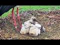2026 05 05 Storchennest Alfeld, der Winzling 🐥hält wacker durch und ein 🥚Ei kullert auch noch rum👍👍