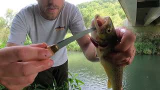 How to Clean a Trout