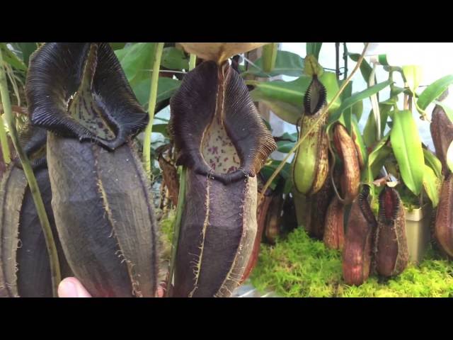 GROWING SPHAGNUM MOSS WITH NEPENTHES CARNIVOROUS PLANT TOP